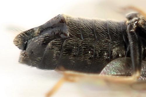 Priophorus brullei