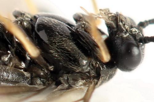 Priophorus brullei