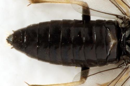 Priophorus brullei