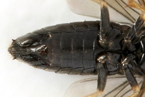 Priophorus brullei