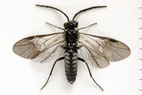 Empria sp.