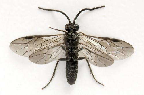 Empria sp.