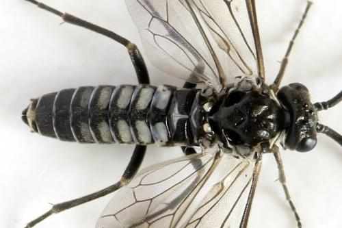 Empria sp.