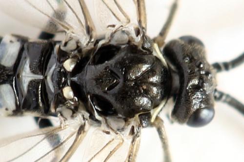 Empria sp.
