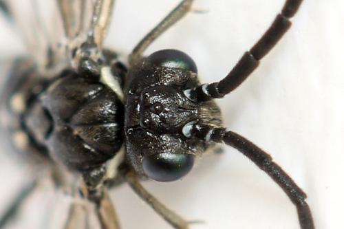 Empria sp.