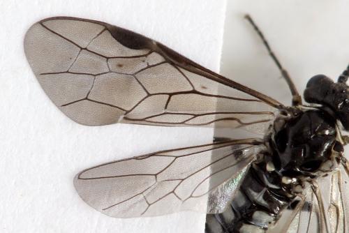Empria sp.