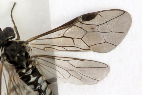 Empria sp.
