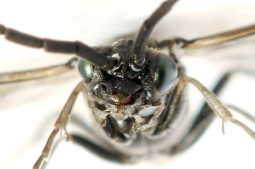 Empria sp.