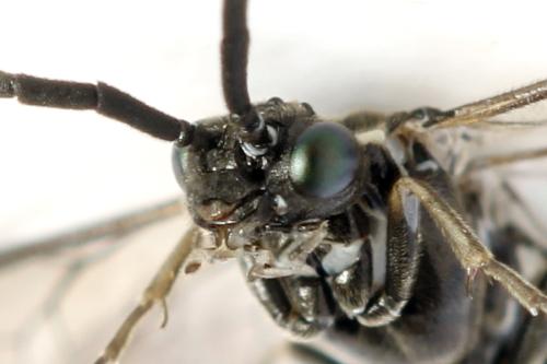 Empria sp.