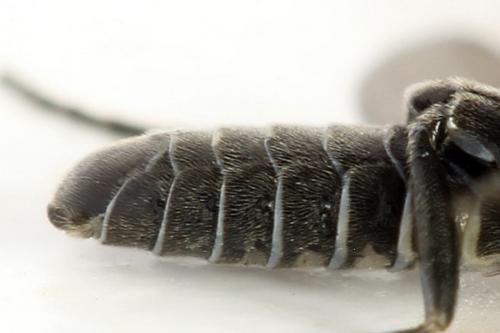 Empria sp.