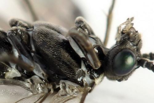 Empria sp.