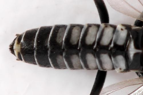 Empria sp.