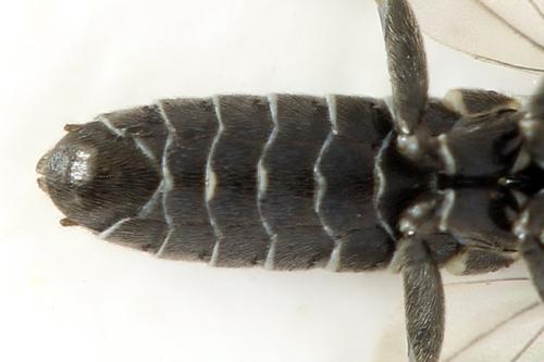 Empria sp.