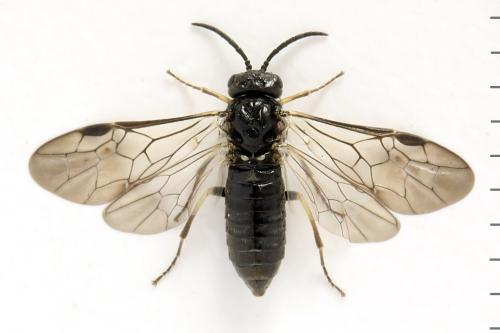 Monardis plana