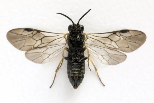 Monardis plana