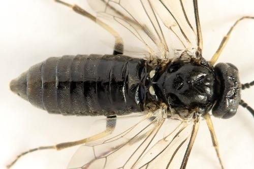 Monardis plana