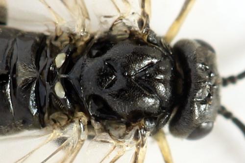 Réf. 331 308 : Monardis plana