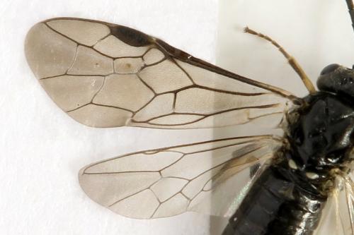 Monardis plana