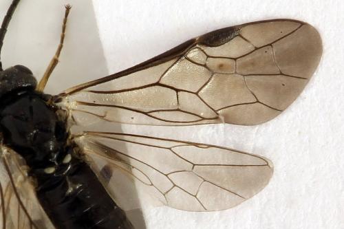Monardis plana