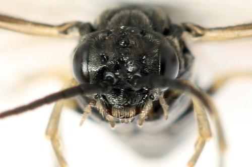 Monardis plana