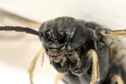 Monardis plana