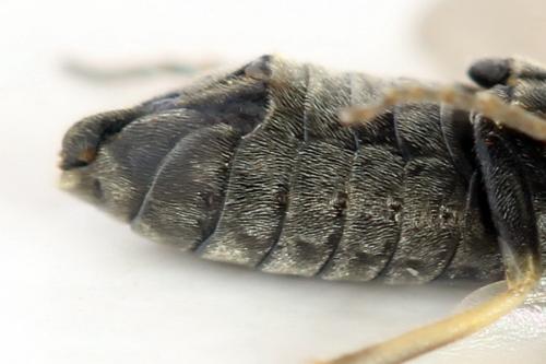 Monardis plana