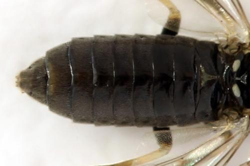 Monardis plana