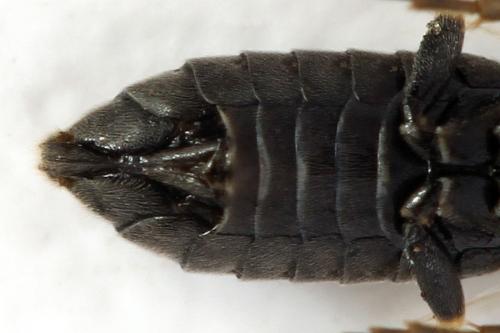 Monardis plana