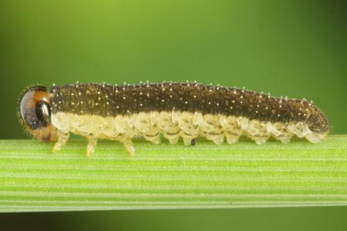 Tenthredo velox