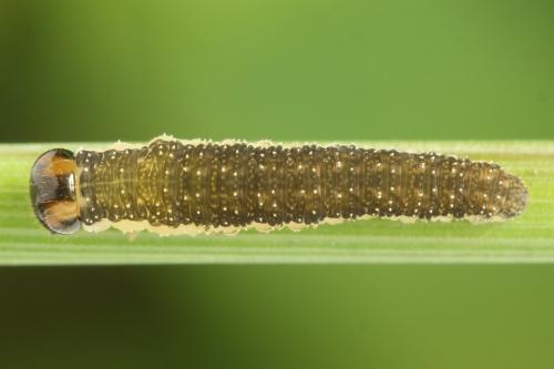 Tenthredo velox