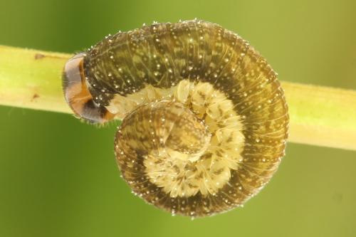 Tenthredo velox