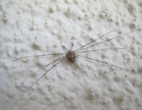 Dicranopalpus ramosus