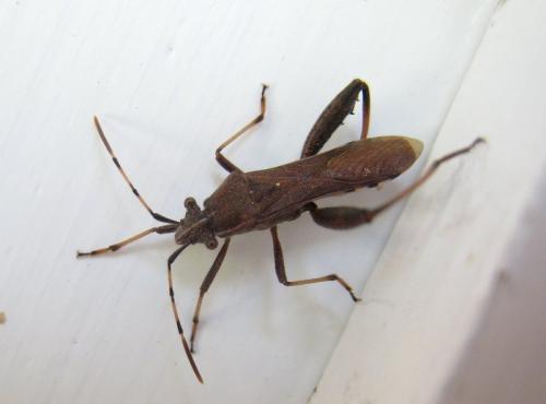 Réf. 331 724 : Camptopus lateralis