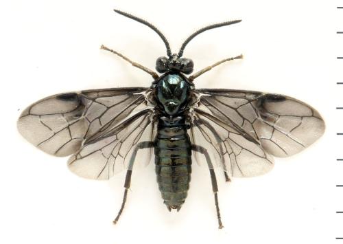 Réf. 331 821 : Arge gracilicornis