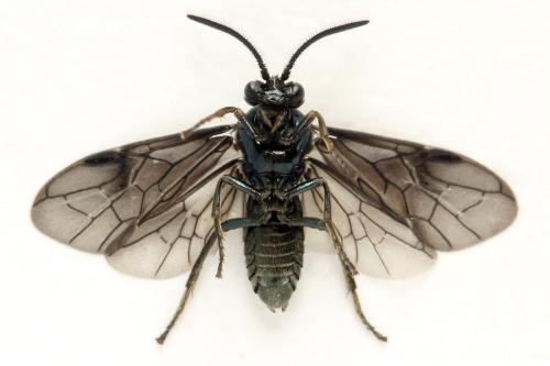 Arge gracilicornis