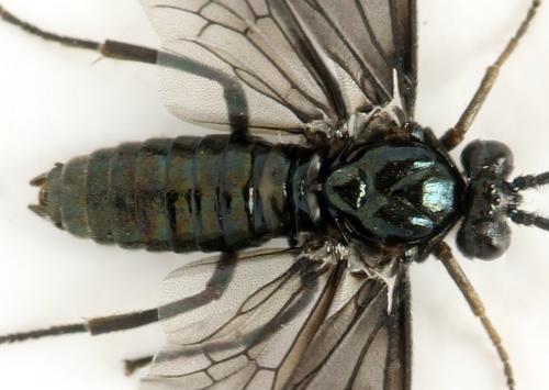 Arge gracilicornis