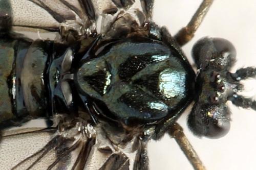Réf. 331 824 : Arge gracilicornis