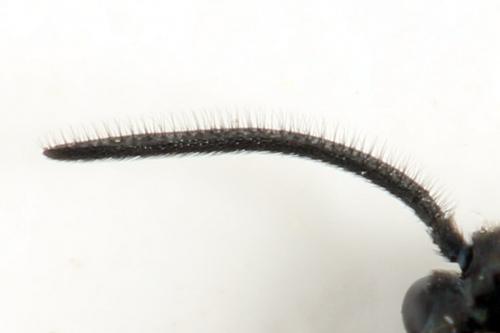 Réf. 331 827 : Arge gracilicornis