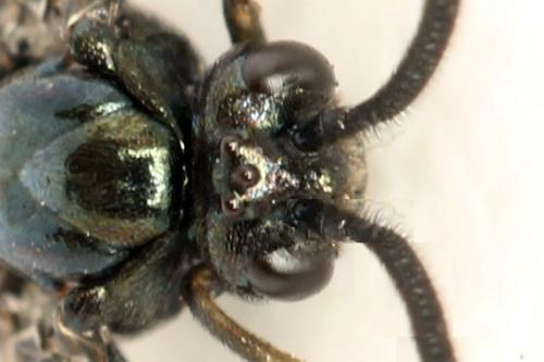 Arge gracilicornis