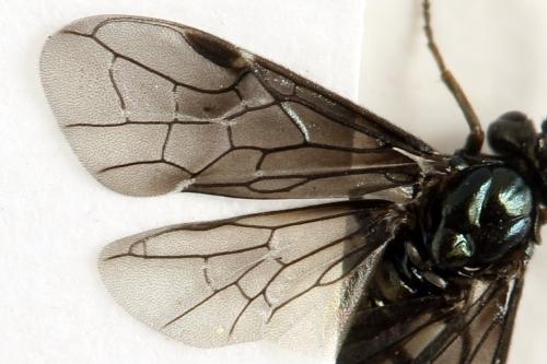Réf. 331 829 : Arge gracilicornis