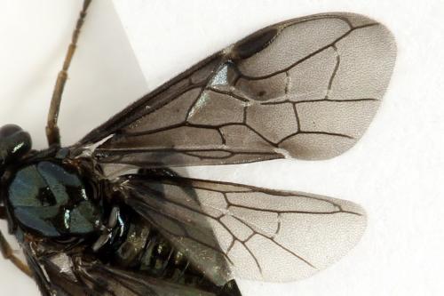 Réf. 331 830 : Arge gracilicornis