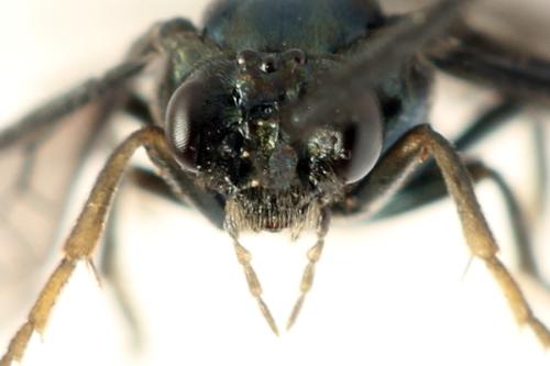 Réf. 331 831 : Arge gracilicornis