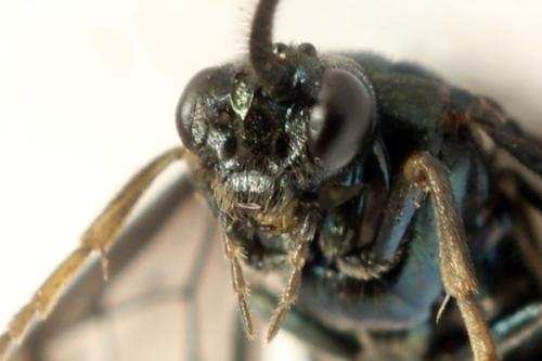 Arge gracilicornis