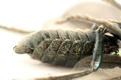 Arge gracilicornis