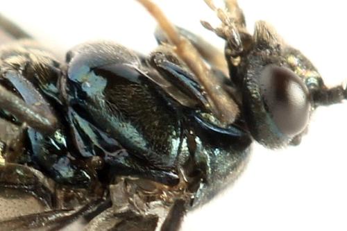 Arge gracilicornis