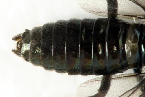 Arge gracilicornis