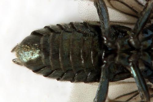 Arge gracilicornis
