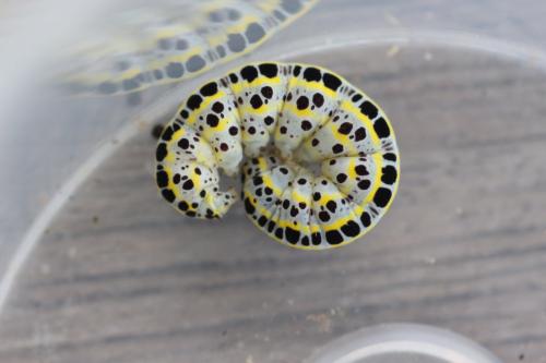 Calophasia sp.