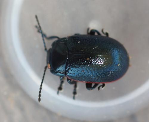 Réf. 331 046 : Chrysolina interstincta