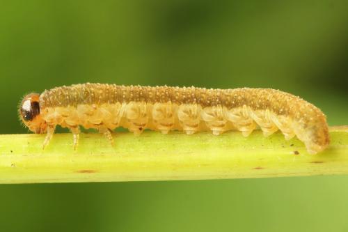 Tenthredo velox